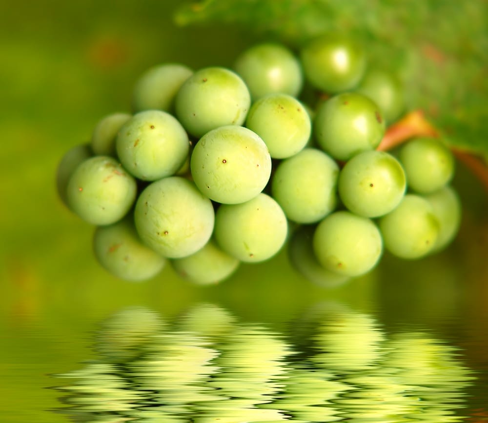 Modena's balsamic vinegar starts with grapes!