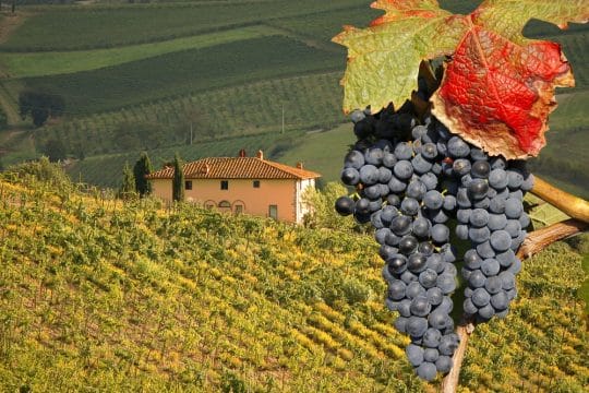 Chianti wine in Tuscany