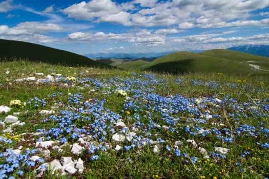 Springtime wildflowers in Abruzzo's Campo Imperatore