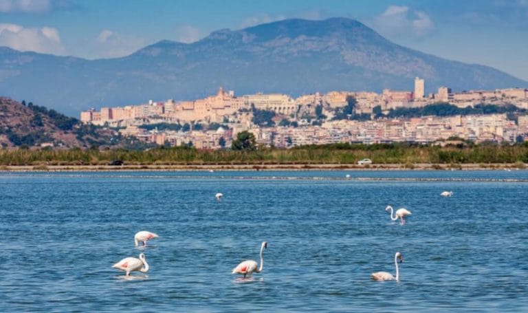 flamingoes at cagliari