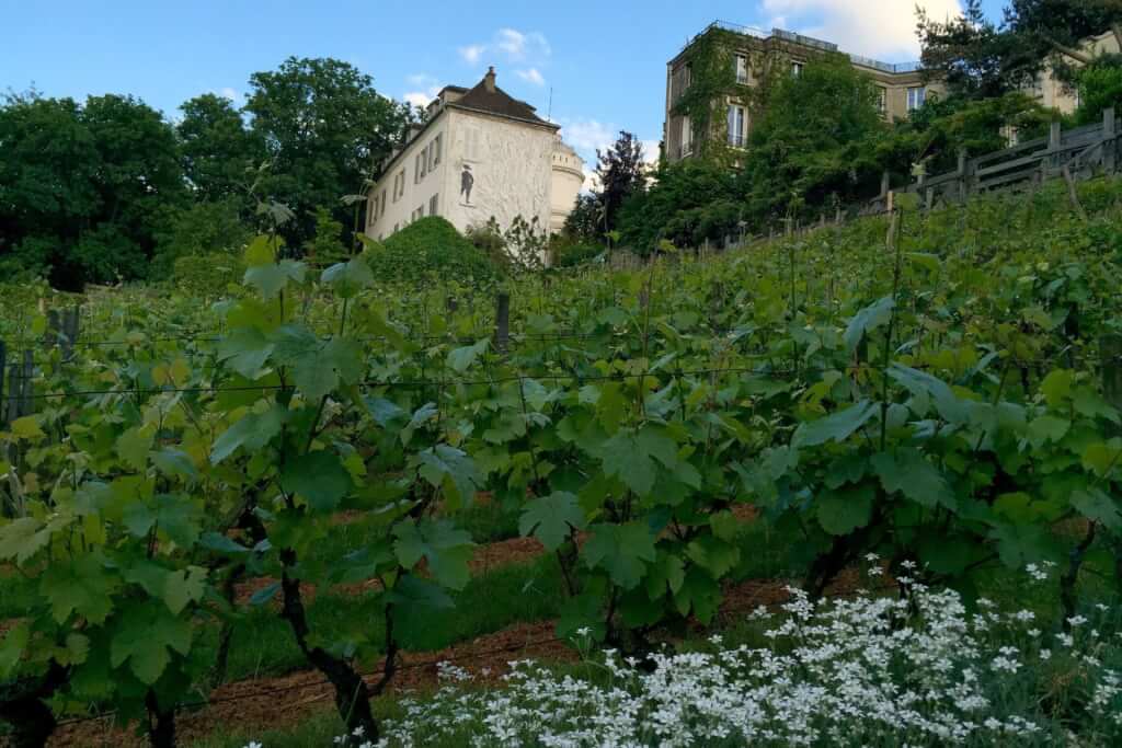 Clos Montmartre: a secret vineyard in the heart of Paris.