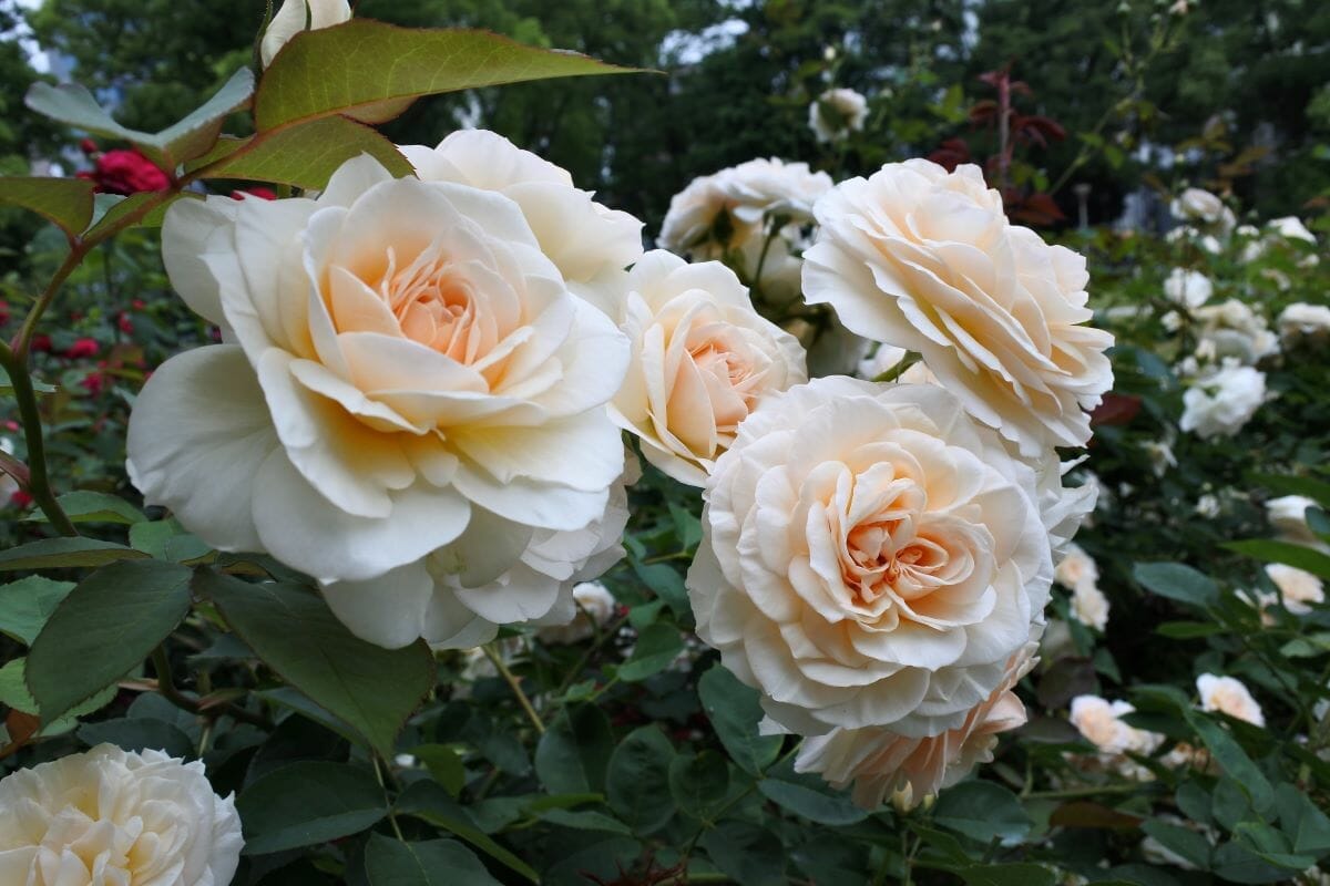 White roses in a rose garden